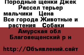 Породные щенки Джек Рассел терьер-мальчики › Цена ­ 40 000 - Все города Животные и растения » Собаки   . Амурская обл.,Благовещенский р-н